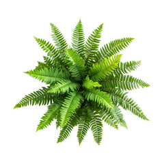 Top View Lush Green Fern Plant Perfect for Botanical Designs and Nature Projects