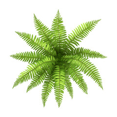 Aerial View Lush Green Fern Plant  Botanical Illustration