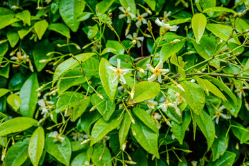 Star Jasmine - Trachelospermum jasminoides - foliage covered with raindrops after a heavy summer rain 2