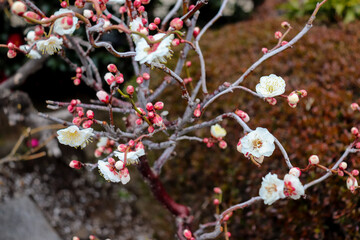 Plum Blossom