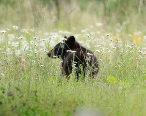 Adorable Black Bear Yearling in the Fields of Wild Flowers  Cades Cove