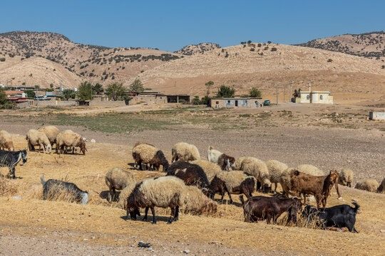 Sheep and a rural settlement near Duhok, Kurdistan Region of Iraq