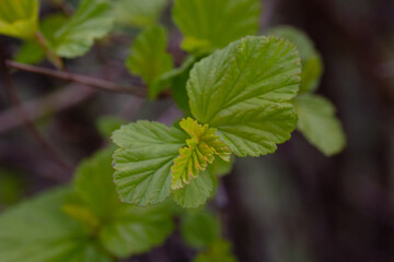 in early spring, green young leaves bloom on a blurred background, macro