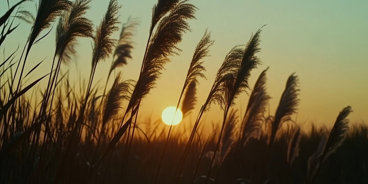 Tall grass sways, nature feels serene and tranquil