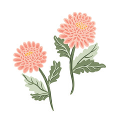 Dahlia Flower Illustration on White Background for greeting card, invitation, wedding, birthday