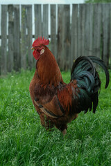 A regal Rhode Island Red rooster surveys its grassy farmyard domain.