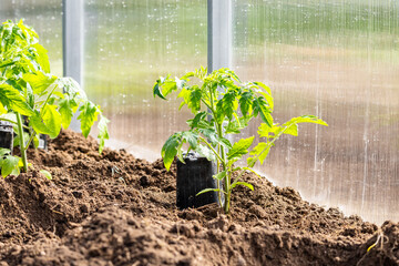 A farmer plants tomatoes in the ground. Agriculture and farming. Planting seedlings in a greenhouse.