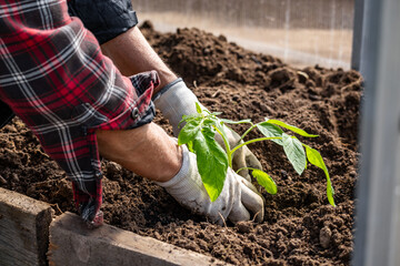 A farmer plants tomatoes in the ground. Agriculture and farming. Planting seedlings in a greenhouse.