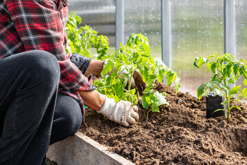 A farmer plants tomatoes in the ground. Agriculture and farming. Planting seedlings in a greenhouse.