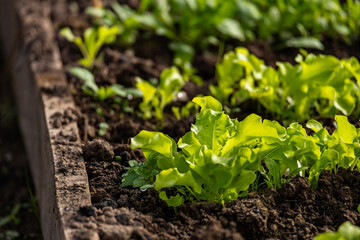 Vegetables in the plot. Mustard greens growing in the garden on an organic farm. Hydroponic...