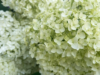 Close-up of a white Annabelle hydrangea in full bloom - showcasing delicate petals and a soft green tint.