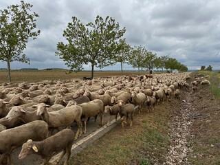 A herd of sheep in a field