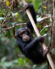 Chimpanzee Climbing on a Branch in Lush Jungle Environment