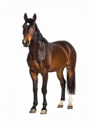 Obraz premium Horse over white background, no shadow