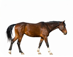 Obraz premium Horse over white background, no shadow