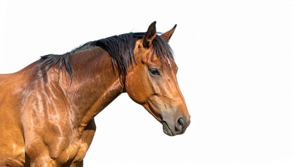 Fototapeta premium Horse over white background, no shadow