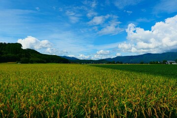 初秋の山里。遠野、岩手、日本。9月上旬。