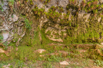 Plants on the walls of Rawandiz (also Rawanduz) gorge in Kurdistan Region of Iraq