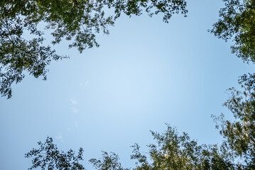 A view of clear blue sky framed by birch tree leaves around the edges, creating a natural border like a photo frame.