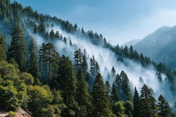 Mist rising over a dense forest in the mountains during a calm morning