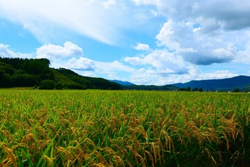 初秋の山里。遠野、岩手、日本。9月上旬。