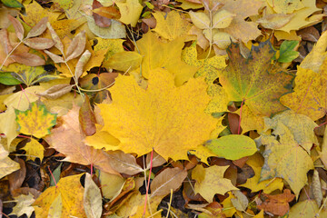 Close-up of colorful autumn leaves scattered on the forest floor