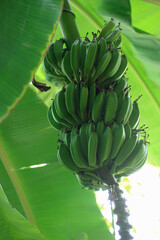 Unripe banana fruit on tree. 