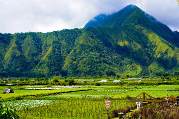 A view of the green landscape of the Rinjani volcano in summer. Farmland view from Selong Hill, Sembalun, Lombok, West Nusa Tenggara, Indonesia.