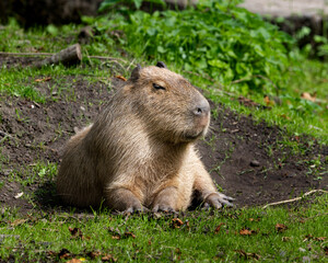 The largest living rodent in the world: Capybara (hydrochoerus hydrochaeris)