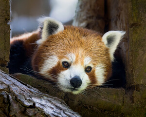 Obraz premium Red panda is laying on a tree branch, close up
