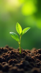 Tiny green saplings sprout from rich soil, bathed in sunlight , outdoor, soil