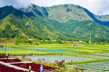 A view of the green landscape of the Rinjani volcano in summer. Farmland view from Selong Hill, Sembalun, Lombok, West Nusa Tenggara, Indonesia.
