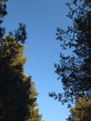 trees and sky