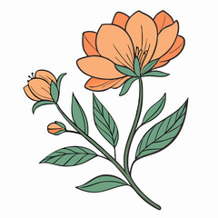 Peach Blossom Flower Illustration, Botanical Drawing, Floral Design Element