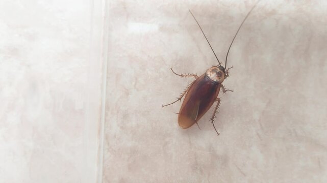 Adult American cockroach seen from above. Periplaneta americana.
