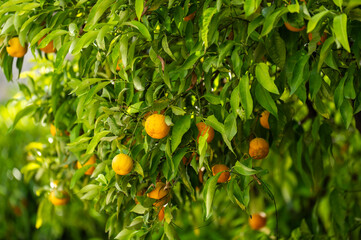 Yellow lemons hanging from a lemon tree in Italy