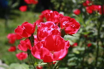 red tulips in the garden