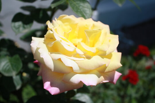yellow rose in garden