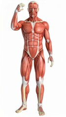 Male muscles skinless 3D model for anatomy class, over white background, no shadow