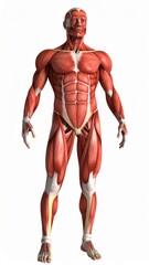 Male muscles skinless 3D model for anatomy class, over white background, no shadow