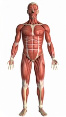 Male muscles skinless 3D model for anatomy class, over white background, no shadow