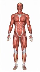 Male muscles skinless 3D model for anatomy class, over white background, no shadow