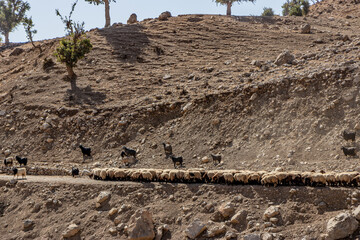 Goats and sheep in the mountains of Kurdistan Region of Iraq