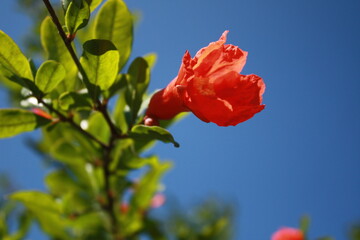 red and yellow flower