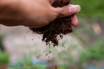 A hand holding a handful of rich, loose organic compost or soil, ready for planting. An image of...