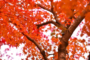 秋の紅葉の景色