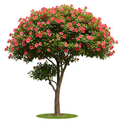 Fototapeta premium Blooming Hibiscus Topiary Tree with Vibrant Red and Pink Flowers
