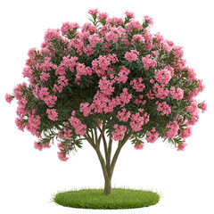 Oleander Tree in Full Bloom with Pink Flower Clusters