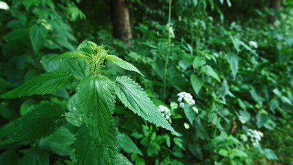 Nettle in forest