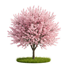 Naklejka premium Cherry Plum Tree Blooming with Pale Pink Flowers and Reddish Twigs